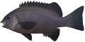 Eastern rock blackfish