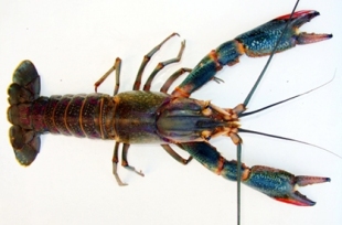 Redclaw crayfish (Cherax quadricarinatus)