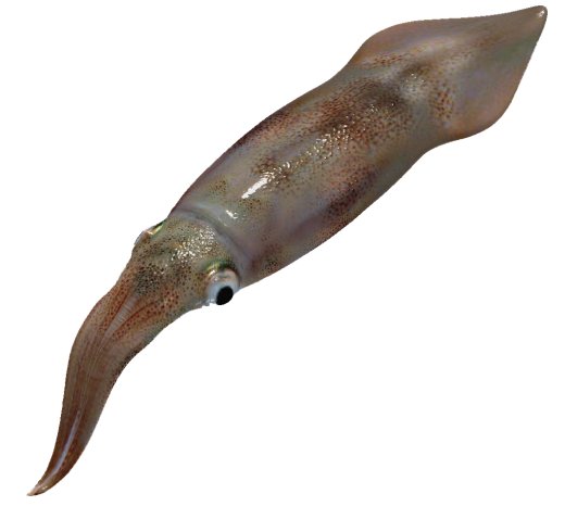 Squid-2345
