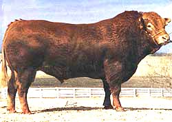 گاو گوشتی نژاد لیموزین / limousin cattle