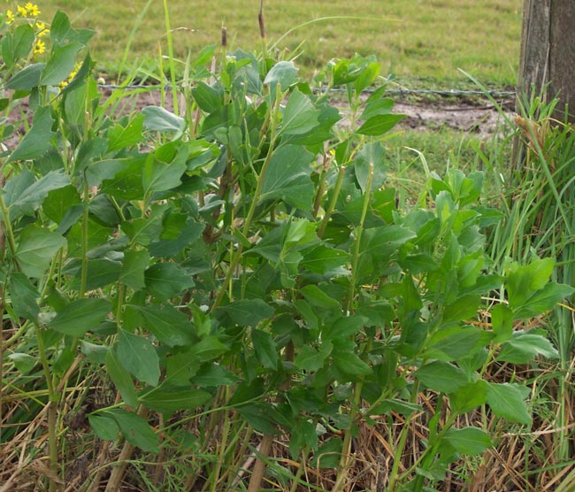 bush plant. A small groundsel ush