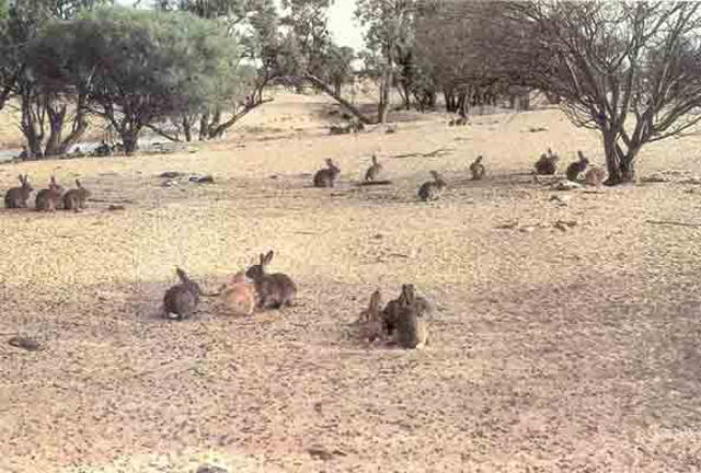 Rabbits western NSW