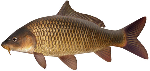 Zasady połowu poszczególnych gatunków ryb