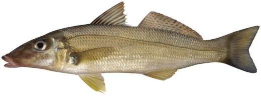 Summer Whiting