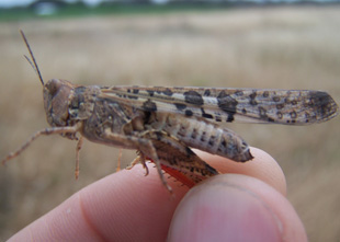 Locusts | NSW Department of Primary Industries