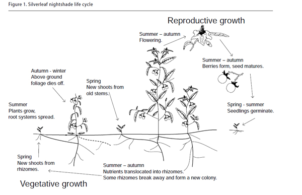 drosophila life cycle. you see life cycle diagram