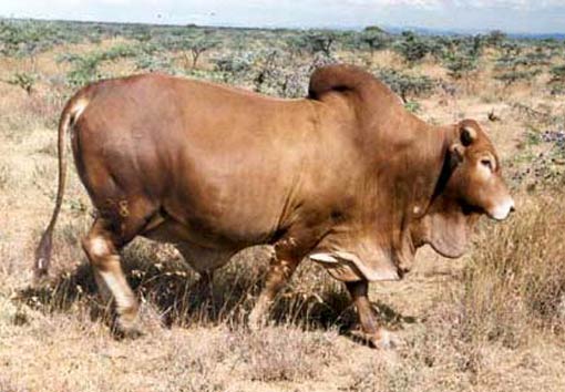 Zebu Miniature Cattle Zebu Miniature Cattle