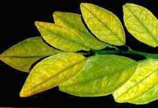 Do Citrus Trees Like Acidic Soil