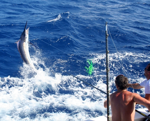 Fish Tagging