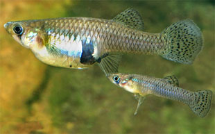 Gambusia holbrooki - mosquitofish, plague minnow. Female (large) and male (small) gambusia. Photo: Gunther Schmida.