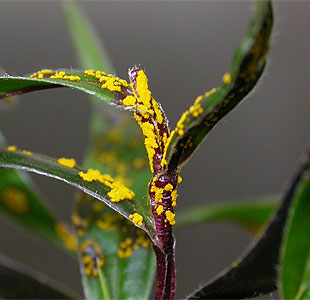 Myrtle Rust on Agonis flexuosa (willow myrtle)