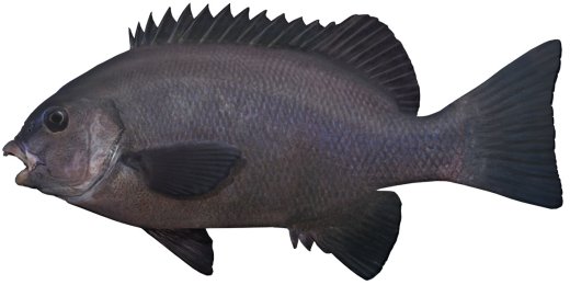 Animal Photos Videos Hub: Black Fish Animal Biography Hot Photos Videos