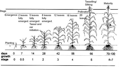 Cheap write my essay the corn planting