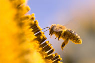 Bee pollinating yellow flower