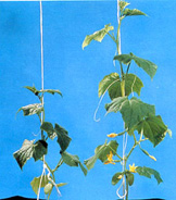 Plant Phosphorus Deficiency