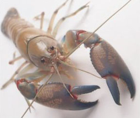 Yabbies Australia