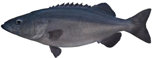 Hapuku Fish