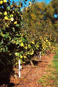 How do you care for a quince tree?