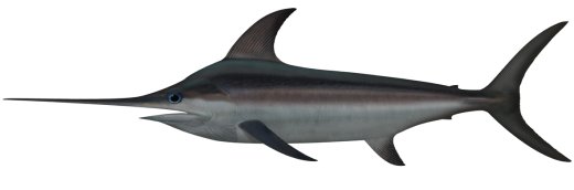 broadbill swordfish