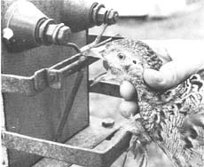 Beak trimming using a manually operated machine