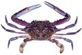 Blue swimmer crab