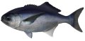 blue-eye cod