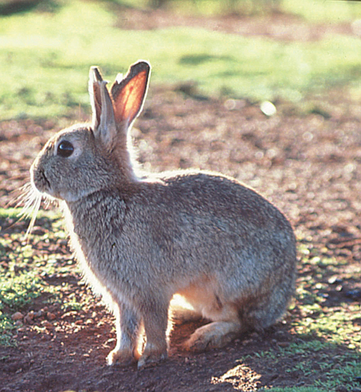 European rabbit 