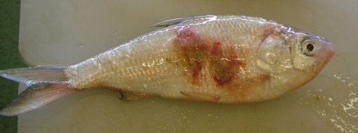Bony Bream from the Darling River at Bourke showing red spot disease lesion