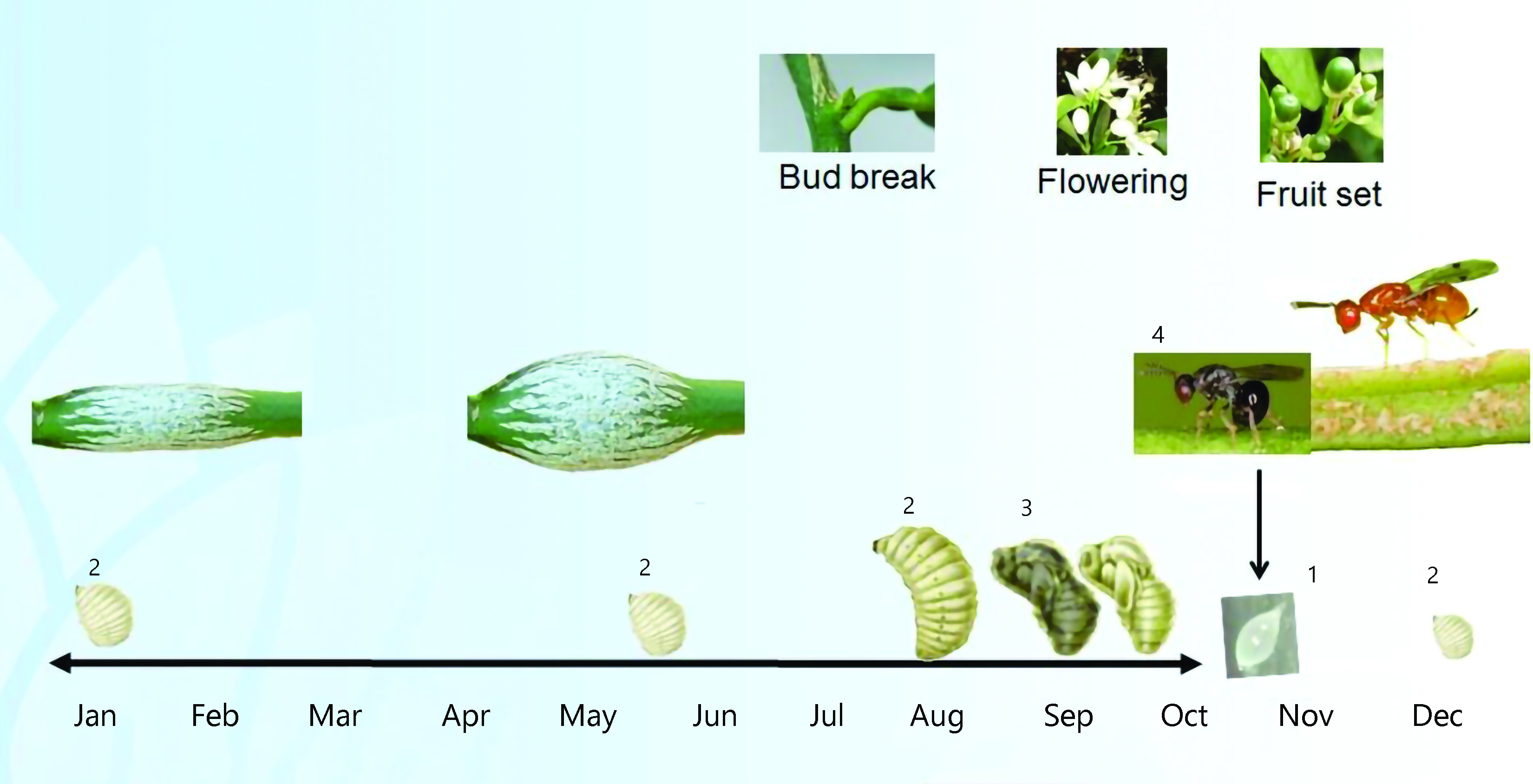 Figure 2. Citrus gall wasp life cycle.