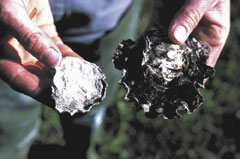 Sydney Rock oyster (left) compared with a Pacific oyster.