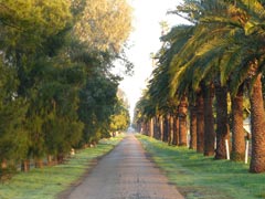 The tree-lined drive leading to Yanco Agricultural Institute