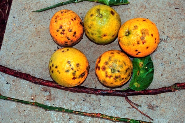 Five oranges all with small brown lesions on the surface
