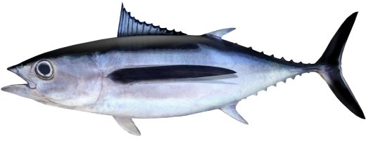 Albacore