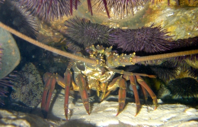 Sea urchins and lobster in a crevice