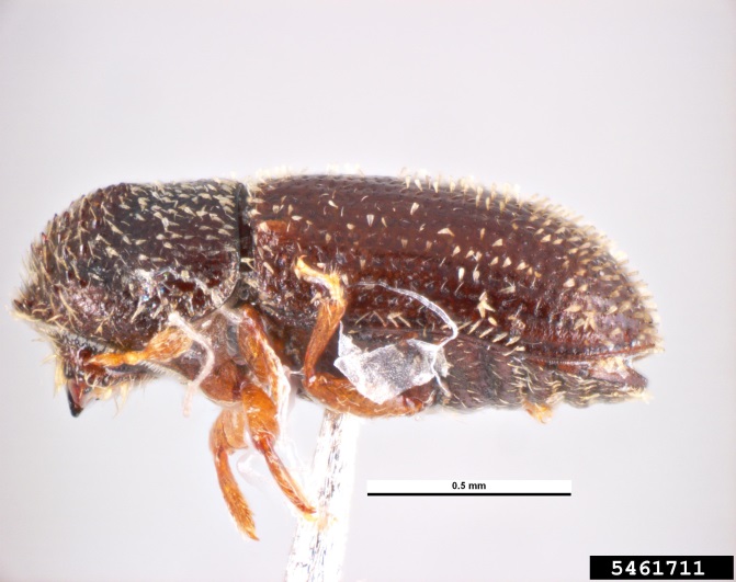 Magnified image of an adult tropical nut borer showing oblong body shape and brown colouring