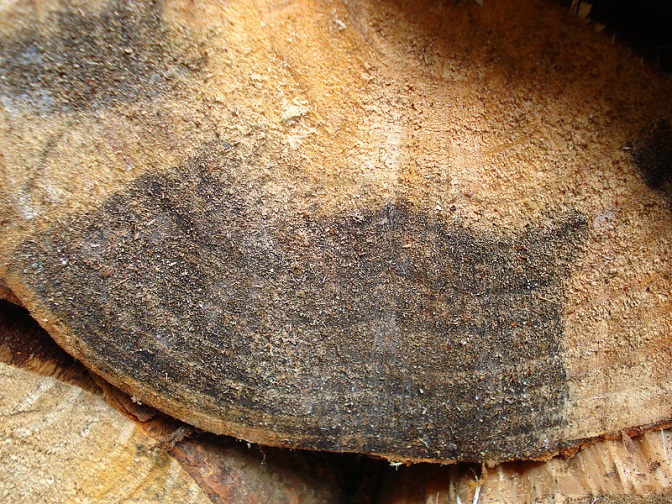 a cross section of a log showing a large black stain in otherwise light coloured pinewood