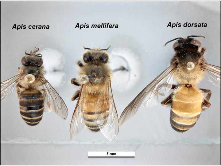 Three specimens of three different species. Apis cerana is smaller with darker markings, Apis mellifera is medium sized, Apis dorsata is largest with very long wings
