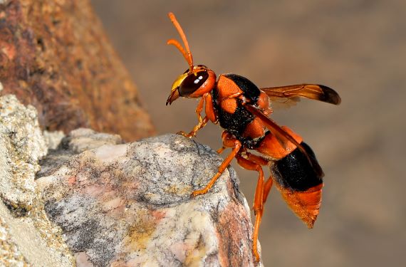 Side view of a potter wasp resting on a rock
