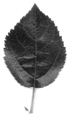 Merton 779 leaf