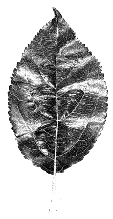 P.1 leaf
