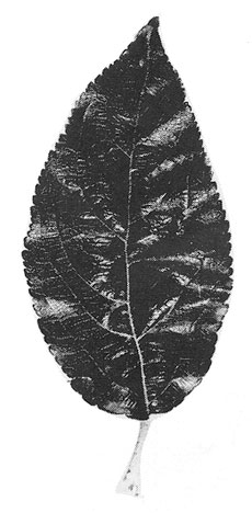 P.2 leaf