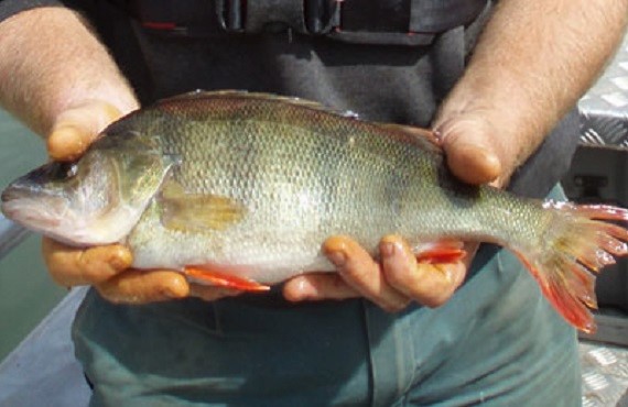 A picture of redfin perch being held in someones hands