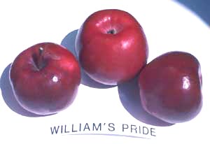Williams Pride