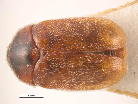 Tan brown beetle with light coloured hairs covering body