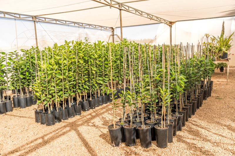 Tree propagation at Dareton Primary Industries Institute