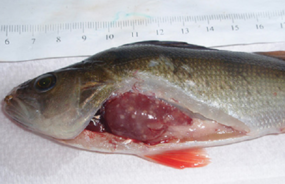 Redfin perch showing liver lesions caused by EHNV (photo: Richard Whittington, University of Sydney)