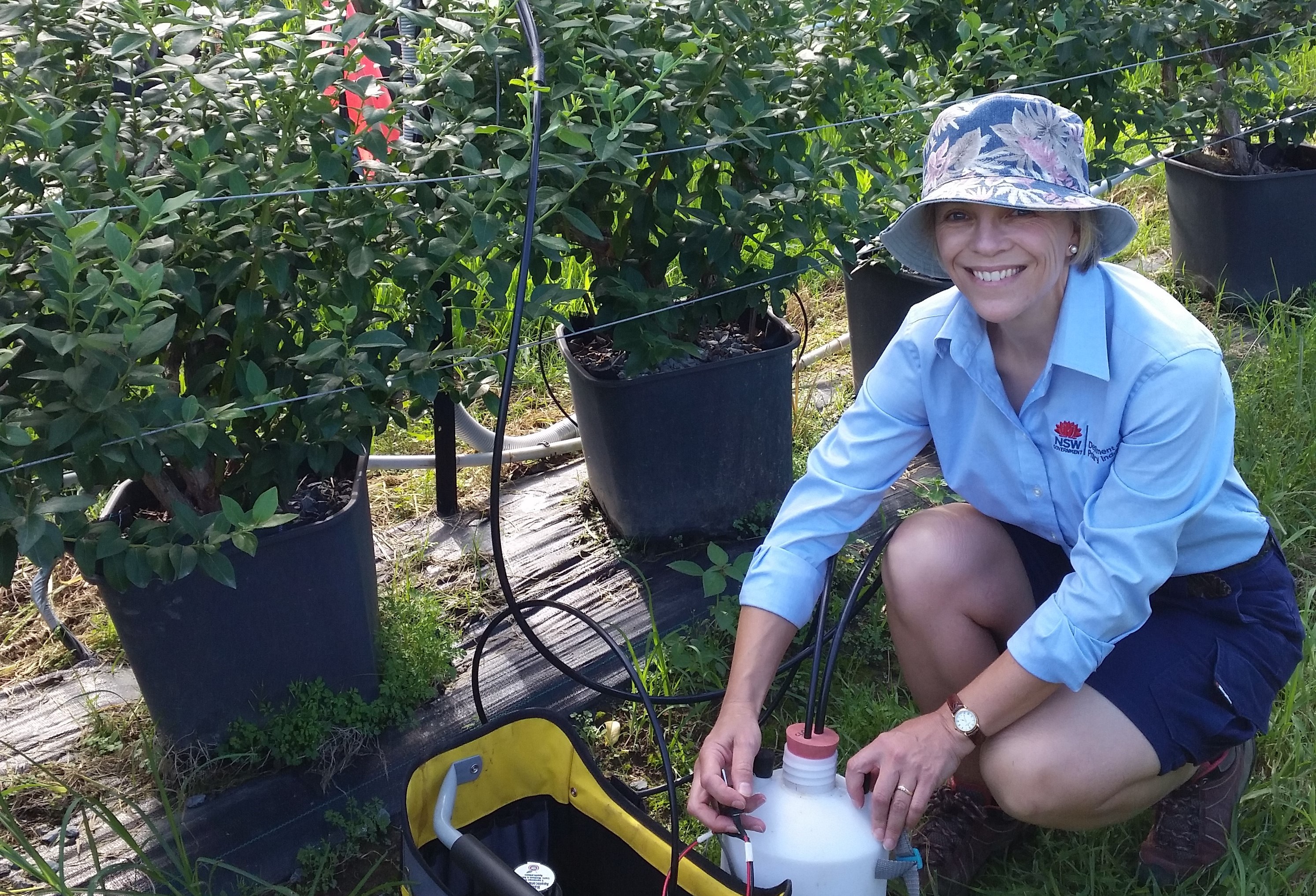 Sophie Parks kneels in front of blueberry plants with measurement equipment