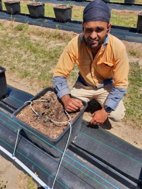 Aman Lehl, in turban and long sleeve shirt, kneels next to pot filled with earth, connected to sensor wires.