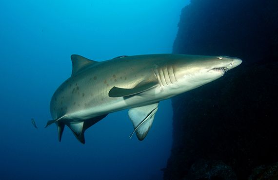 A Greynurse Shark_D Harasti