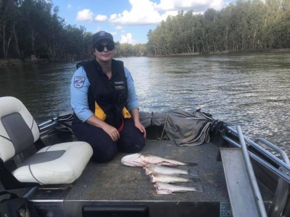 Fisheries Officer with unlawfully mutilated Murray Cod on the Murray River
